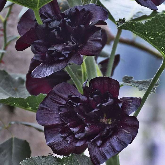 Nalba de gradina , Alcea Rosea Black , 1 bucata