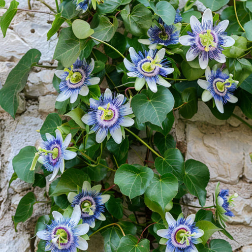 Passiflora Caerulea  , 60-80 cm