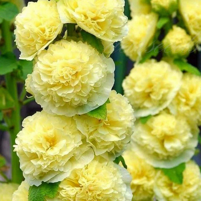 Nalba de gradina , Alcea Rosea Yellow , 1 bucata