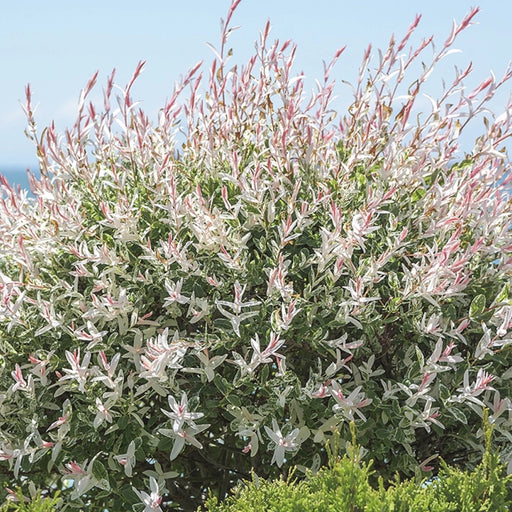 Salix Integra Hakuro-Nishiki , tufa