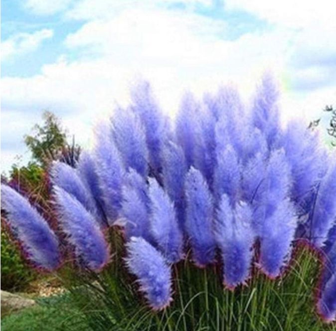Iarba de Pampas "Blue", la ghiveci P9