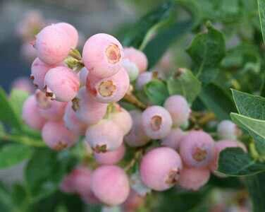 Afin pe rod "Pink Lemonade"
