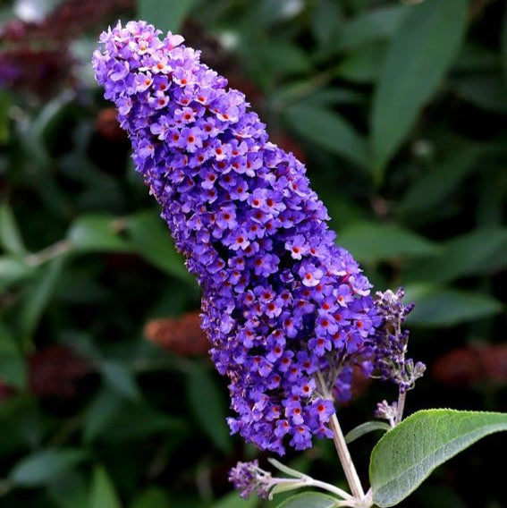 Buddleja Liliac de vara " Moon", la ghiveci P9
