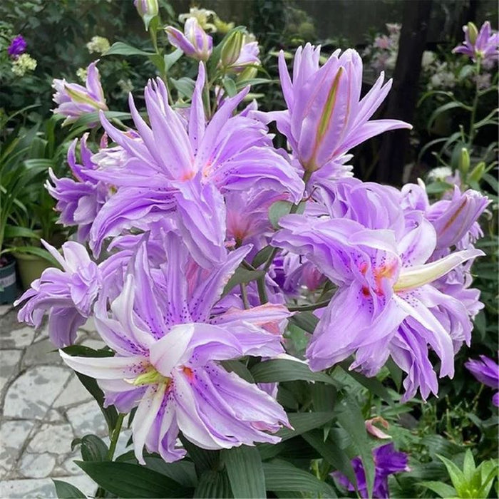 Bulbi de Crini "Viola" 1 bucata