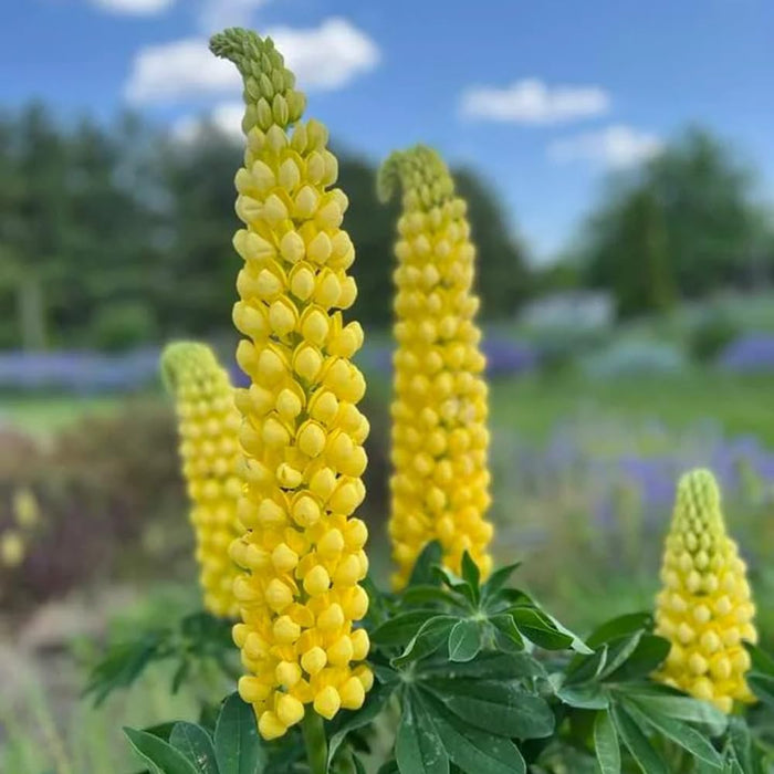 Bulbi de Lupine, Galben, 2 Bucati