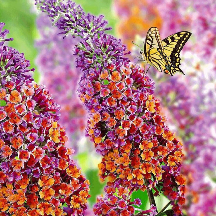 Buddleja Liliac de Vara "Sunset", la ghiveci P9