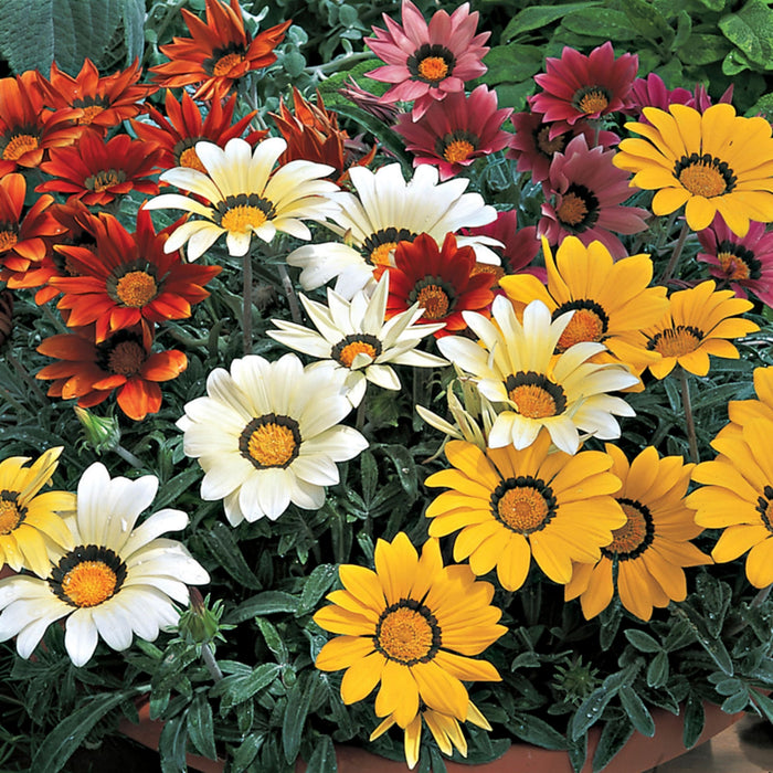 Seminte de Gazania Mix , 0.08 gr