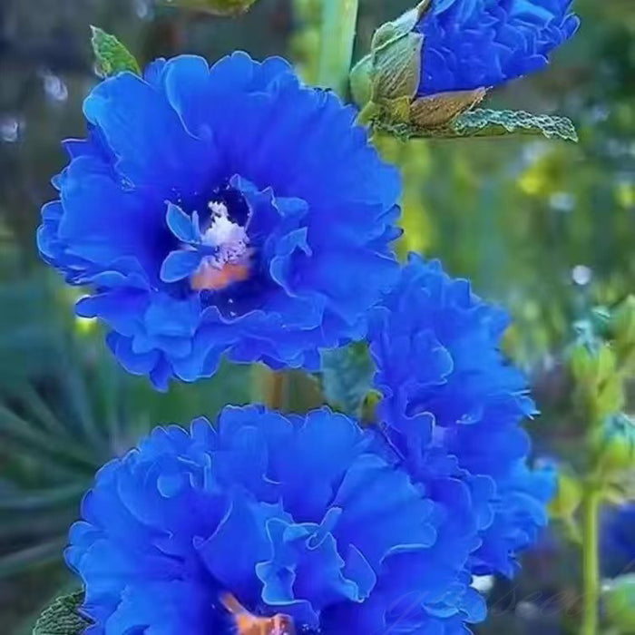 Nalba de gradina , Alcea Rosea Blue , 1 bucata