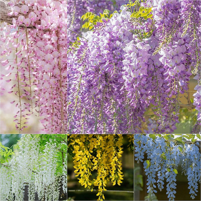 Pachet Promo Glicina Wisteria mixt 5 buc.