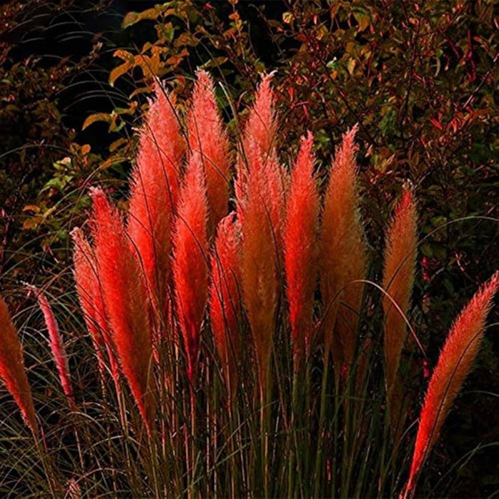 Iarba de Pampas "Red", la ghiveci P9