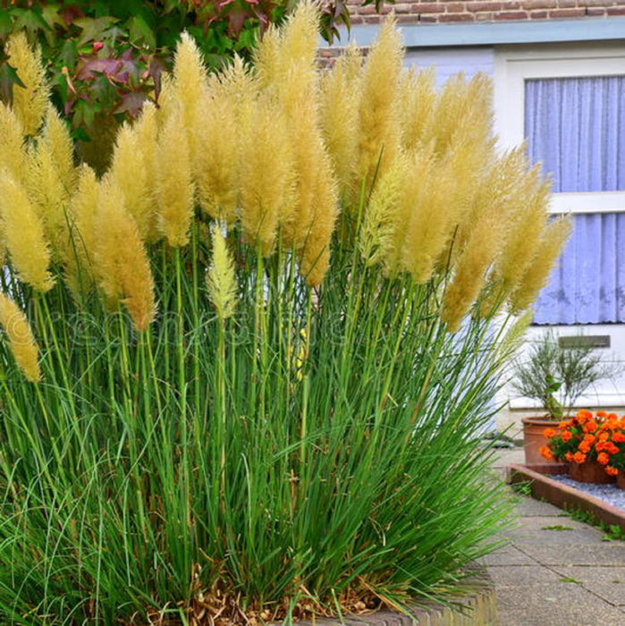 Iarba de Pampas "Yellow", la ghiveci P9