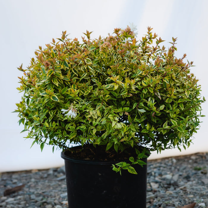 Abelia "Grandiflora Kaleidoscope", 40-60 cm, la Ghiveci de 10L ,1 Bucata