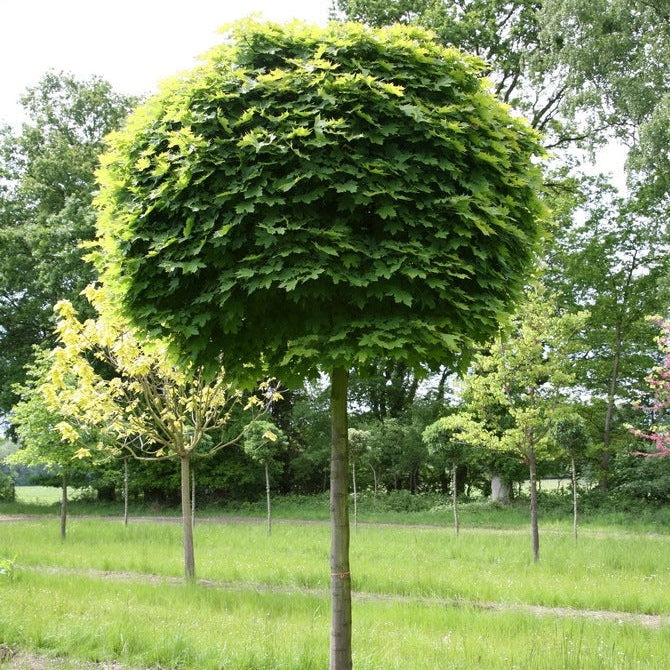 Artar Globular Verde, 1 Bucata