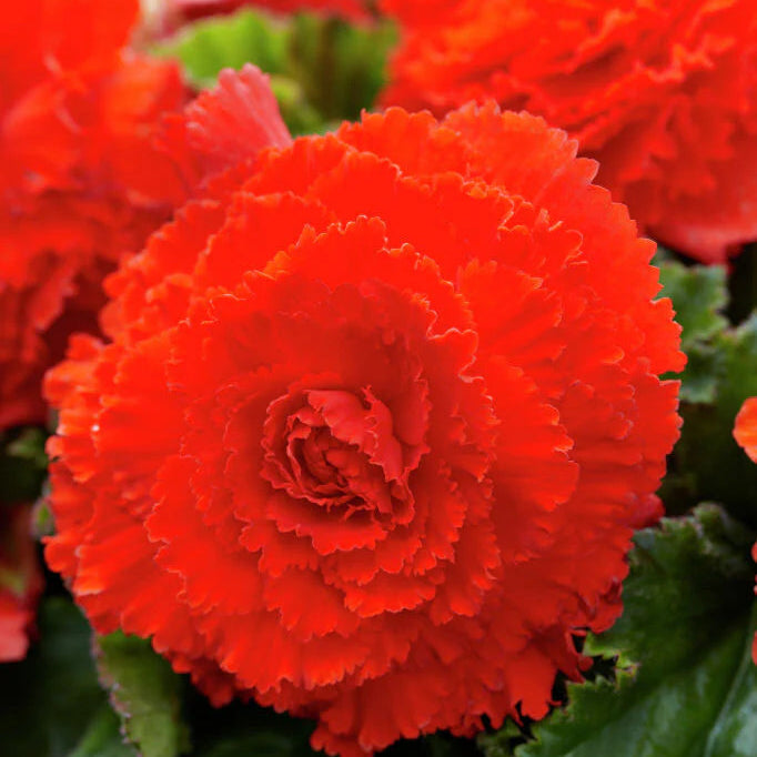 Bulbi de Begonia "Fimbriata", Portocaliu, 1 Bucata