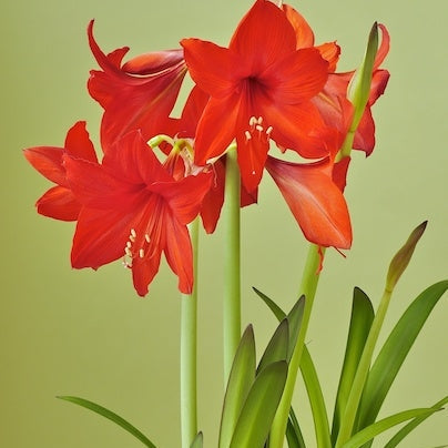 Bulbi de Amaryllis "Red Garden", 1 Bucata
