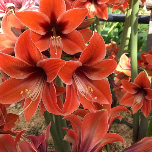 Bulbi de Amaryllis "Terra Mystica", 1 Bucata