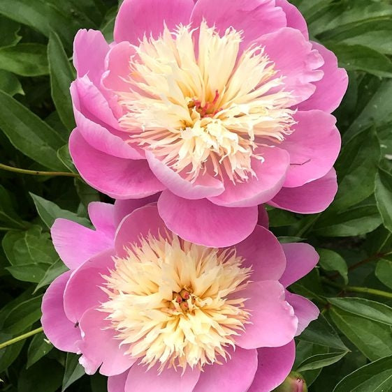 Bulbi de Bujor "Bowl of Beauty", 1 Radacina