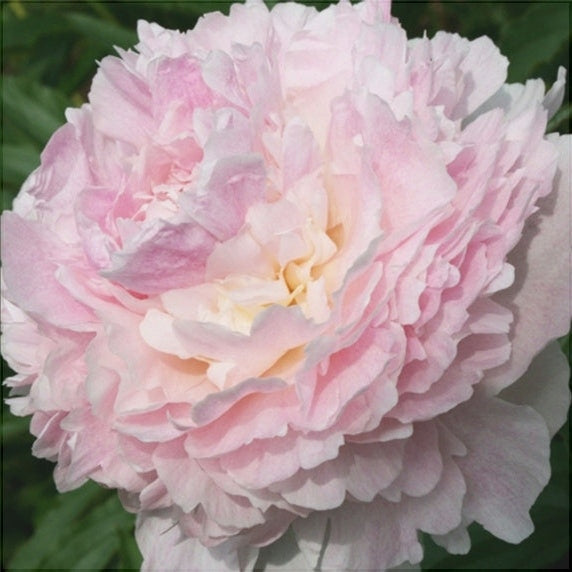 Bulbi de Bujor "Chiffon Parfait", 1 Radacina