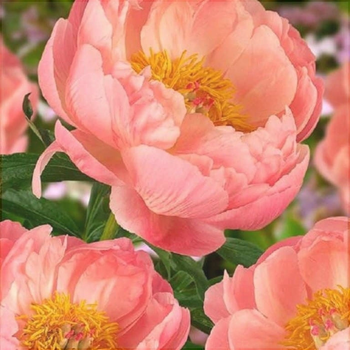 Bulbi de Bujor "Coral Charm", 1 Radacina