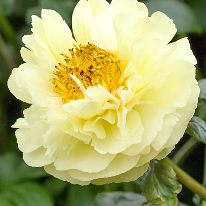 Bulbi de Bujor "Lemon Chiffon", 1 Radacina