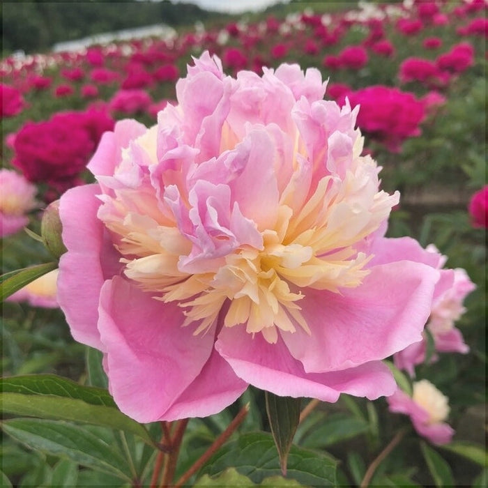 Bulbi de Bujor "Sorbet", 1 Radacina