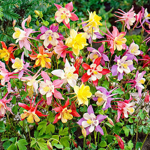 Bulbi de Caldaruse Aquilegia "McKanna Hybrids", Culori Mixt, 3 Radacini la ghiveci