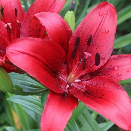 Bulbi de Crini "Alana", 2 bucati