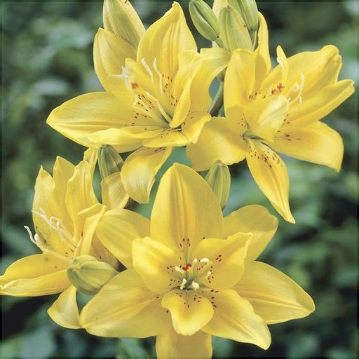 Bulbi de Crini "Beverly Gold", 2 bucati