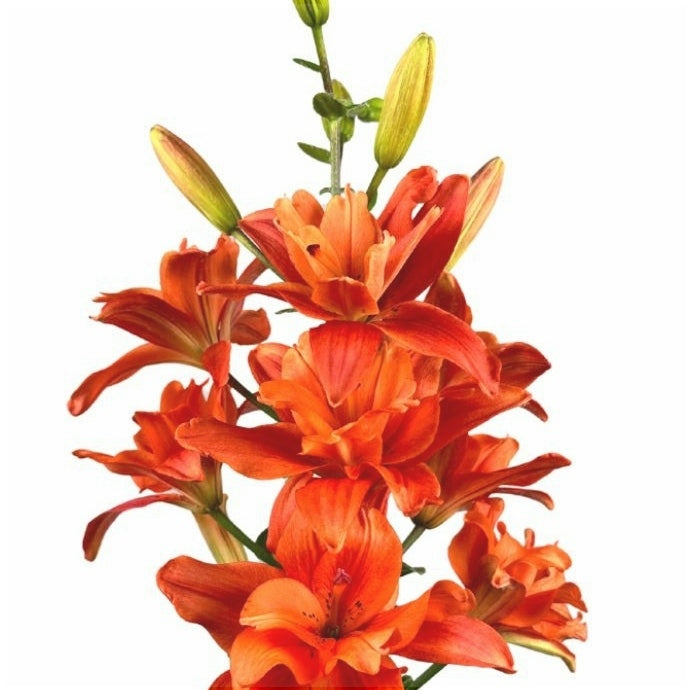 Bulbi de Crini "Butterfly Tropic", 1 Bucata
