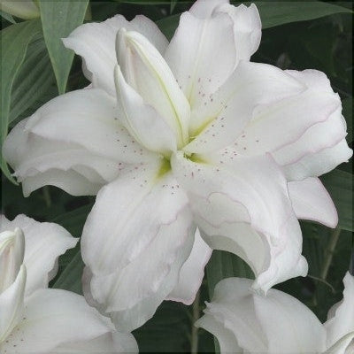Bulbi de Crini "Lotus Beauty", 2 bucati