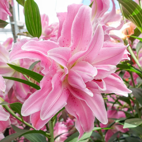 Bulbi de Crini "Lotus Dream", 2 bucati