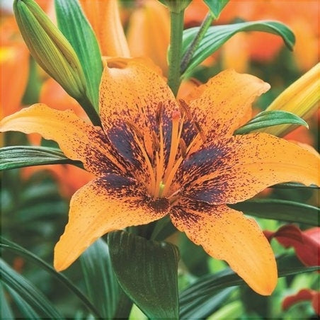 Bulbi de Crini "Orange Art", 2 bucati
