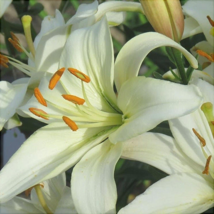 Bulbi de Crini "Pearl Frances", 2 bucati
