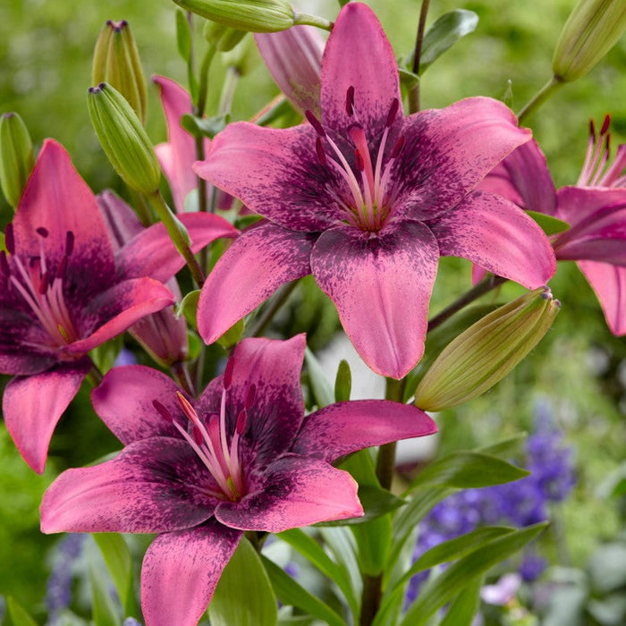 Bulbi de Crini "Purple Dream", 2 bucati