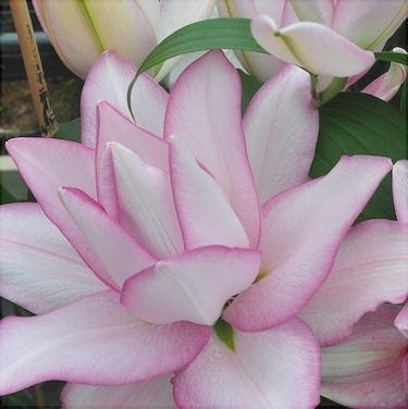 Bulbi de Crini "Roselily Anouska", 2 bucati