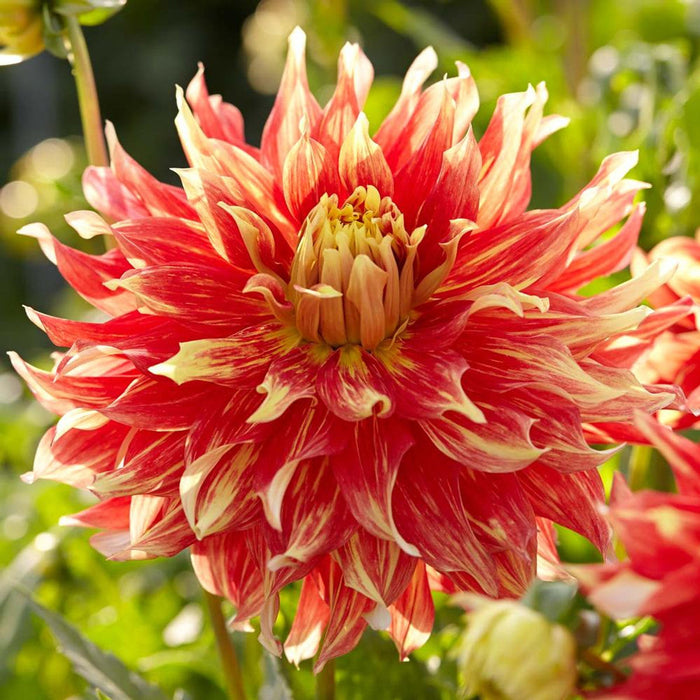Bulbi de Dalia Inalta "Bodacious", 1 Bucata
