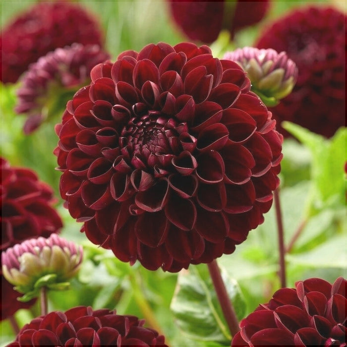 Bulbi de Dalia Inalta "Dark Spirit", 1 Bucata