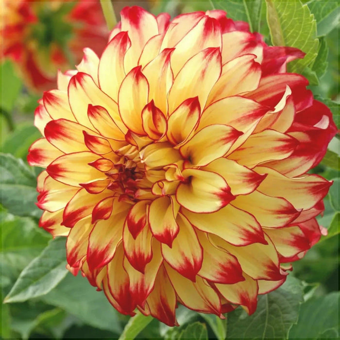 Bulbi de Dalia Inalta "Lady Darlen", 1 Bucata