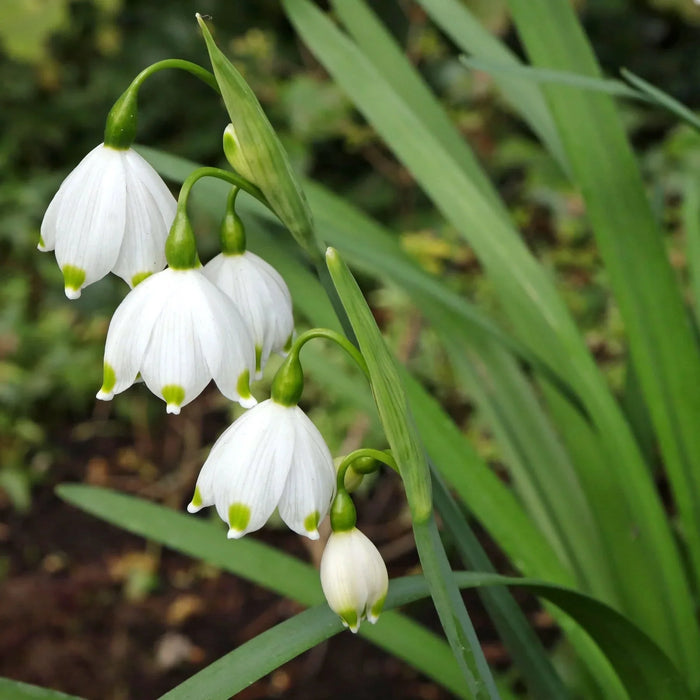 Bulbi de Ghiocei de Vara "Leucojum Aestivum", 10 Bucati