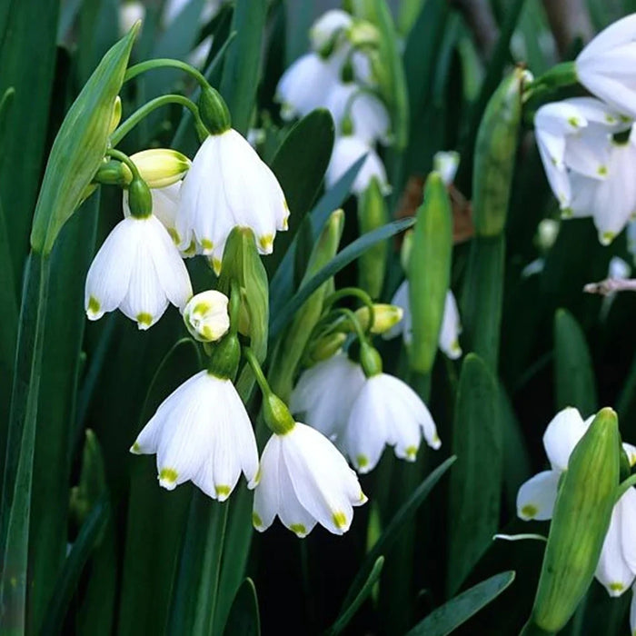 Bulbi de Ghiocei de Vara "Leucojum Aestivum", 10 Bucati