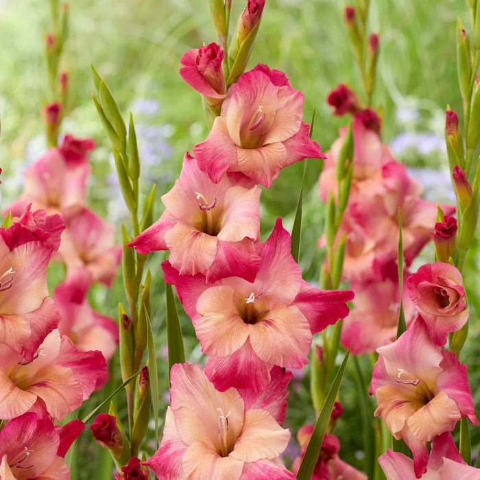 Bulbi de Gladiole "Apricot Bubble Gum", 5 Bucati