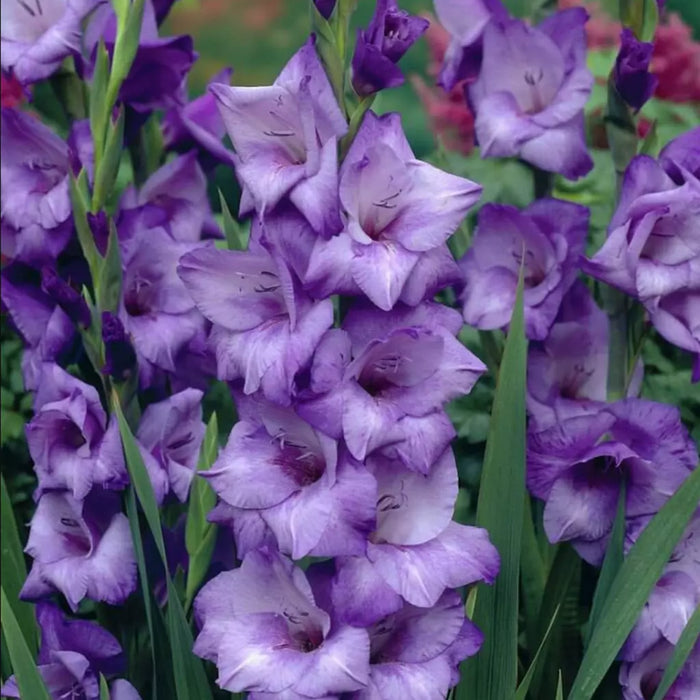 Bulbi de Gladiole "Blue Isle", 5 Bucati