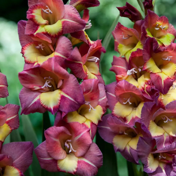 Bulbi de Gladiole "Breceria", 5 Bucati