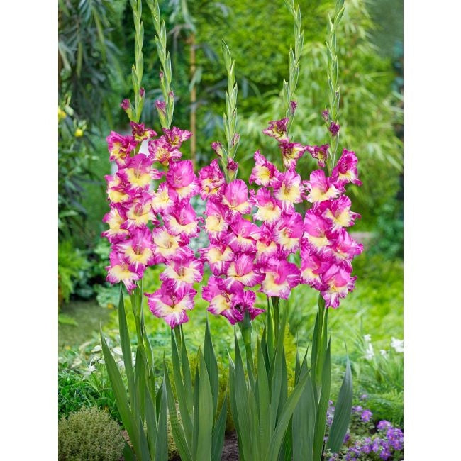 Bulbi de Gladiole "Extravert", 5 Bucati