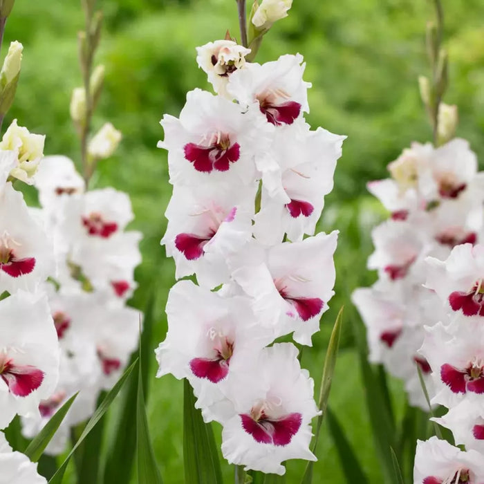 Bulbi de Gladiole "Fiorentina", 5 Bucati