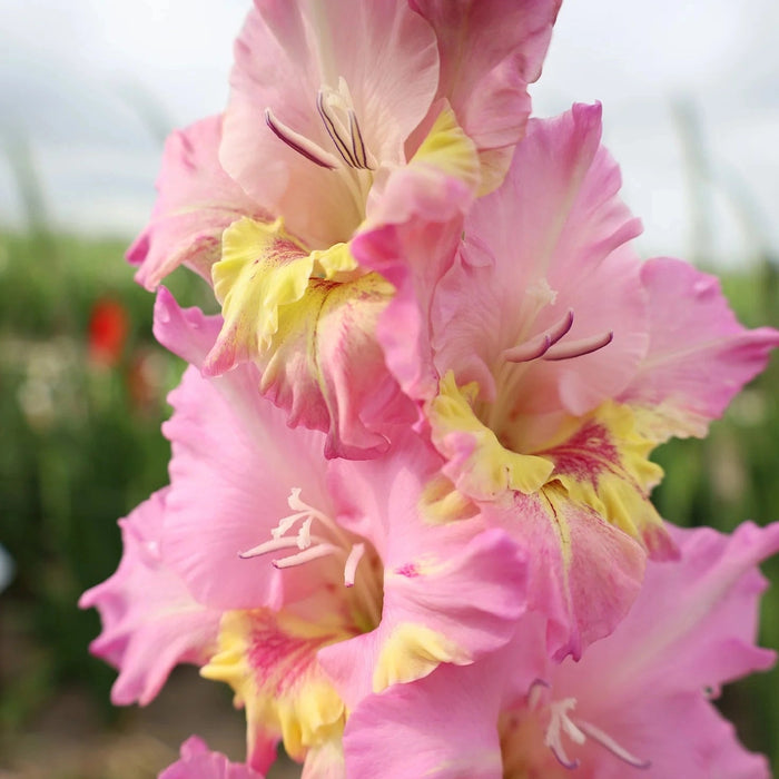 Bulbi de Gladiole "Happy Disco", 5 Bucati