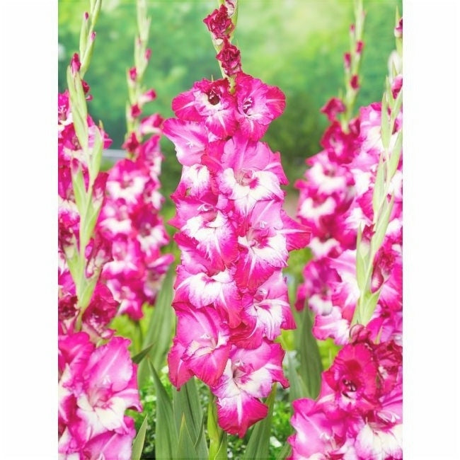 Bulbi de Gladiole "Jo Jo", 5 Bucati