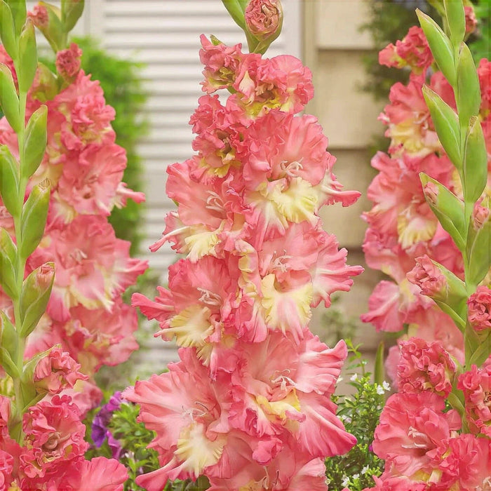 Bulbi de Gladiole "Mango Muse", 5 Bucati