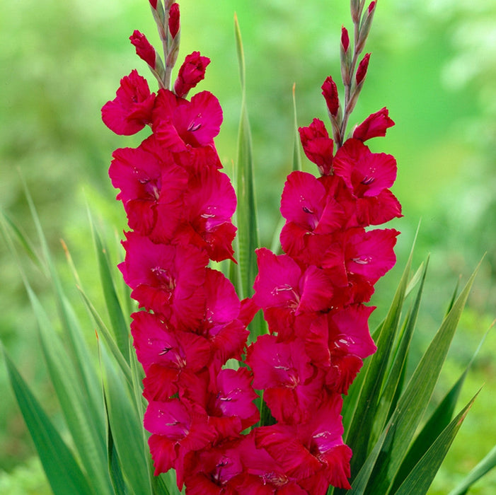Bulbi de Gladiole "Plum Tart", 5 Bucati