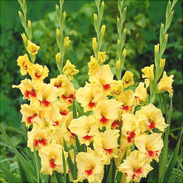 Bulbi de Gladiole "Stereo", 5 Bucati